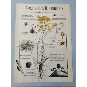 Affiche botanique dessinée à la main, expliquant l'histoire du pastel ainsi que ses diverses applications
